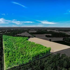 Photo #1 of TBD Trinidad Ard Rd, Coward, SC 39.0 acres