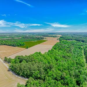 Photo #4 of TBD Trinidad Ard Rd, Coward, SC 39.0 acres