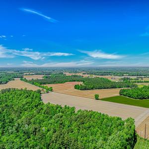 Photo #8 of TBD Trinidad Ard Rd, Coward, SC 39.0 acres