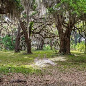 Photo #9 of 681 Grand Oak Dr., Georgetown, SC 1.9 acres