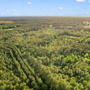 Photo #5 of TBD Mount Olive Church Rd., Loris, SC 15.4 acres