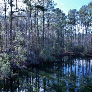 Photo #11 of 22 Lots - Goelet Ct., Georgetown, SC 7.7 acres