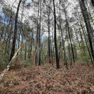 Photo #8 of Tract C - TBD Pennyroyal Rd., Georgetown, SC 5.5 acres