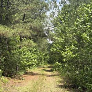 Photo #21 of 452 Tram Rd., Cades, SC 71.9 acres