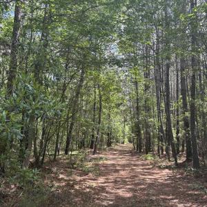 Photo #17 of 452 Tram Rd., Cades, SC 71.9 acres