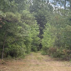 Photo #12 of 452 Tram Rd., Cades, SC 71.9 acres