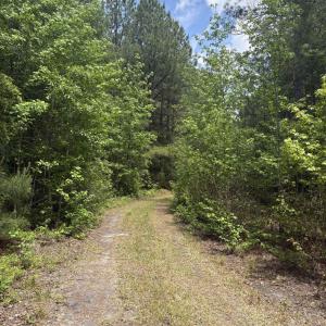 Photo #20 of 452 Tram Rd., Cades, SC 71.9 acres