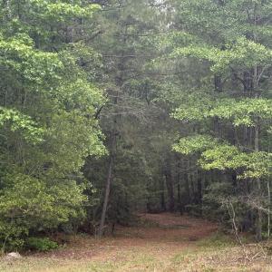 Photo #14 of 452 Tram Rd., Cades, SC 71.9 acres