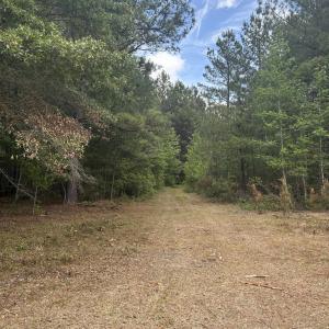 Photo #13 of 452 Tram Rd., Cades, SC 71.9 acres