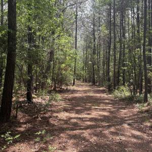Photo #15 of 452 Tram Rd., Cades, SC 71.9 acres