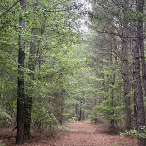 Photo #18 of 452 Tram Rd., Cades, SC 71.9 acres