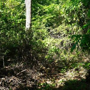 Photo #24 of 2304 Highmarket St., Georgetown, SC 1.8 acres