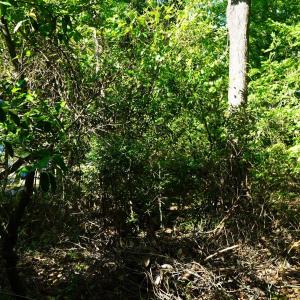 Photo #23 of 2304 Highmarket St., Georgetown, SC 1.8 acres