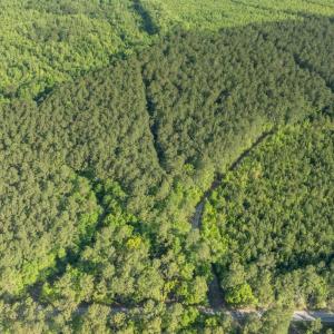 Photo #14 of Etheridge Dr., Andrews, SC 1.2 acres
