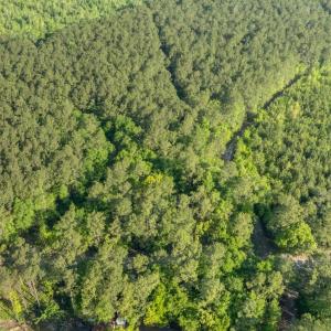 Photo #5 of Etheridge Dr., Andrews, SC 1.2 acres