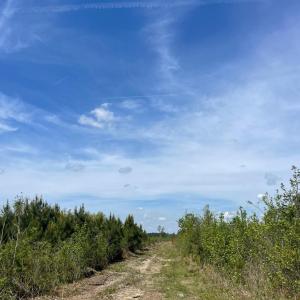 Photo #1 of TBD 30 ac Rocky Ford Rd., Salters, SC 30.0 acres