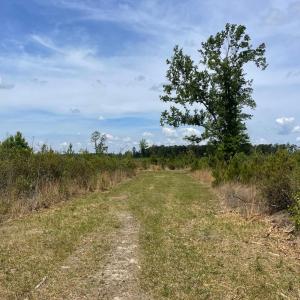 Photo #7 of TBD 30 ac Rocky Ford Rd., Salters, SC 30.0 acres