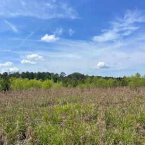 Photo #5 of TBD 30 ac Rocky Ford Rd., Salters, SC 30.0 acres