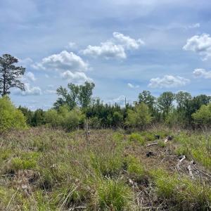 Photo #4 of TBD 30 ac Rocky Ford Rd., Salters, SC 30.0 acres