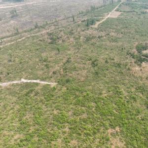 Photo #9 of TBD 30 ac Rocky Ford Rd., Salters, SC 30.0 acres