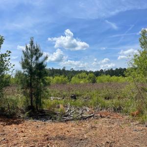 Photo #2 of TBD 30 ac Rocky Ford Rd., Salters, SC 30.0 acres
