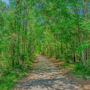 Photo #1 of TBD Piney Grove Church Rd, Gresham, SC 12.0 acres