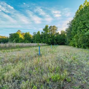 Photo #26 of TBD Chair Rd., Hemingway, SC 30.2 acres