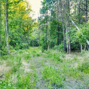 Photo #15 of TBD Chair Rd., Hemingway, SC 30.2 acres