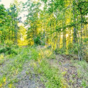 Photo #12 of TBD Chair Rd., Hemingway, SC 30.2 acres