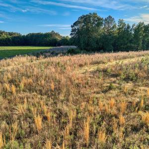Photo #8 of TBD Chair Rd., Hemingway, SC 30.2 acres