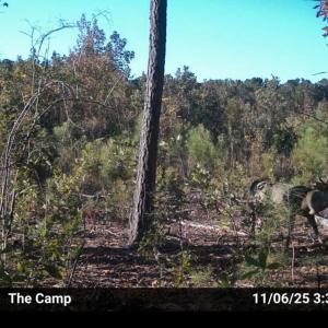 Photo #3 of TBD Chair Rd., Hemingway, SC 30.2 acres
