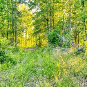 Photo #17 of TBD Chair Rd., Hemingway, SC 30.2 acres