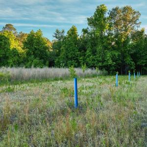 Photo #30 of TBD Chair Rd., Hemingway, SC 30.2 acres