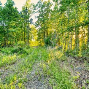 Photo #14 of TBD Chair Rd., Hemingway, SC 30.2 acres
