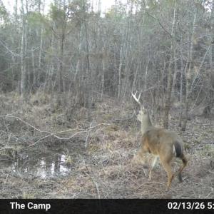 Photo #4 of TBD Chair Rd., Hemingway, SC 30.2 acres