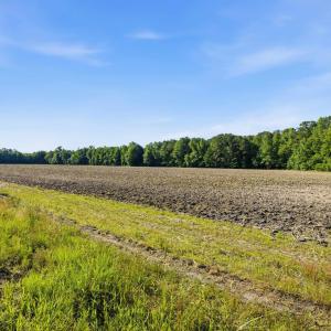 Photo #11 of 9475 Lake Swamp Rd., Nichols, SC 179.0 acres