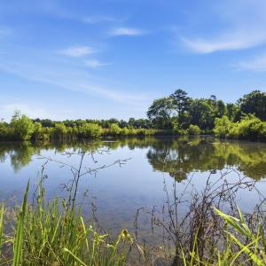 Photo #9 of 9475 Lake Swamp Rd., Nichols, SC 179.0 acres