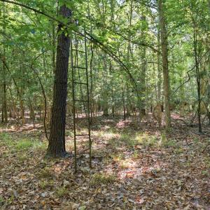 Photo #13 of 9475 Lake Swamp Rd., Nichols, SC 179.0 acres