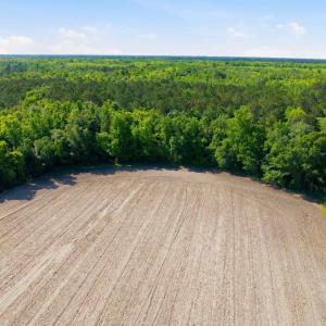 Photo #22 of 9475 Lake Swamp Rd., Nichols, SC 179.0 acres
