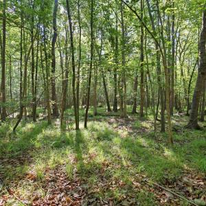 Photo #15 of 9475 Lake Swamp Rd., Nichols, SC 179.0 acres