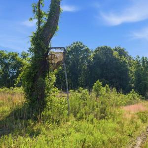 Photo #7 of 9475 Lake Swamp Rd., Nichols, SC 179.0 acres