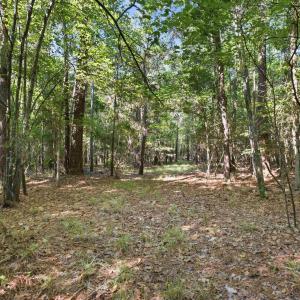 Photo #14 of 9475 Lake Swamp Rd., Nichols, SC 179.0 acres