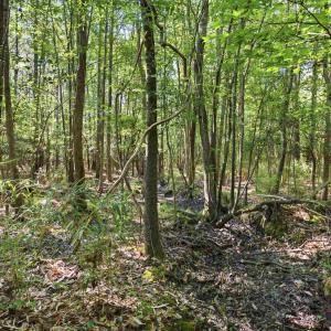 Photo #16 of 9475 Lake Swamp Rd., Nichols, SC 179.0 acres