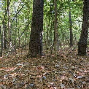 Photo #4 of 9475 Lake Swamp Rd., Nichols, SC 179.0 acres