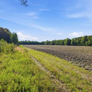 Photo #10 of 9475 Lake Swamp Rd., Nichols, SC 179.0 acres