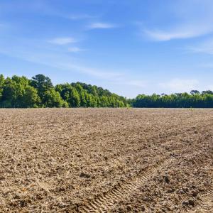 Photo #12 of 9475 Lake Swamp Rd., Nichols, SC 179.0 acres