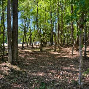 Photo #12 of 9904 Highway 17 North, McClellanville, SC 3.2 acres