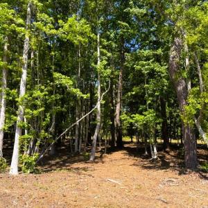 Photo #15 of 9904 Highway 17 North, McClellanville, SC 3.2 acres