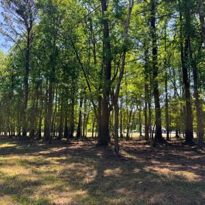 Photo #10 of 9904 Highway 17 North, McClellanville, SC 3.2 acres