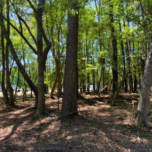Photo #11 of 9904 Highway 17 North, McClellanville, SC 3.2 acres